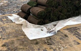 Укладка рулонного газона на дачном участке "под ключ" в Голицино